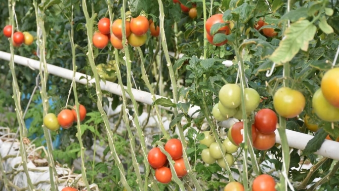 Jeotermal serada yetiştirilen domateslere yurt dışından talep