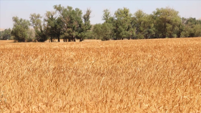 Rusya-Ukrayna Savaşı küresel ekonomiyi nasıl etkiledi?